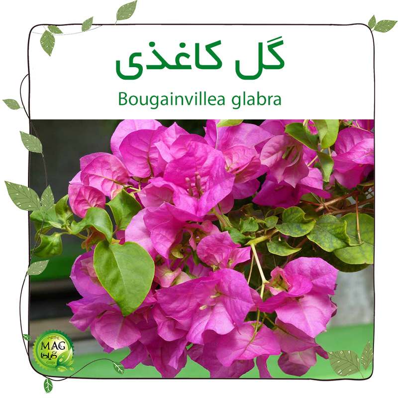گل کاغذی(Bougainvillea glabra)