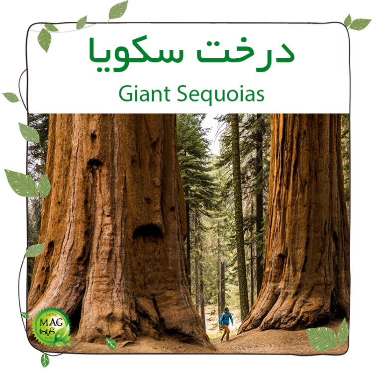 درختان سکویا (‌Giant sequoias)