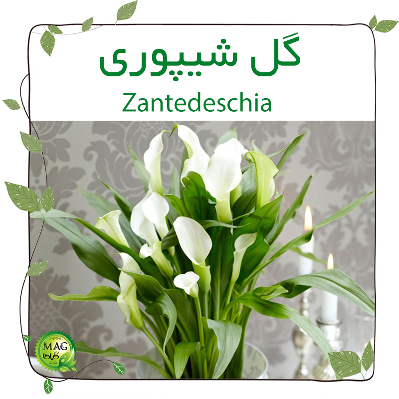 گل شیپوری(Zantedeschia)