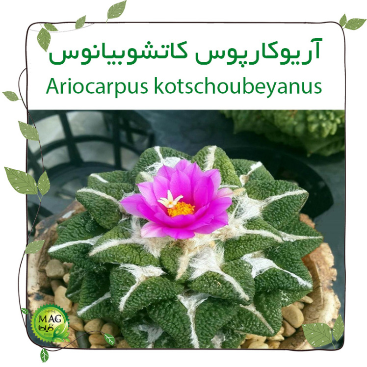 آریوکارپوس کاتشوبیانوس (Ariocarpus kotschoubeyanus)