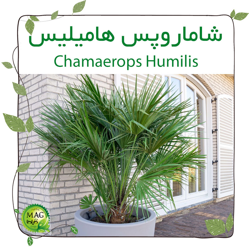 شاماروپس هامیلیس (Chamaerops Humilis)