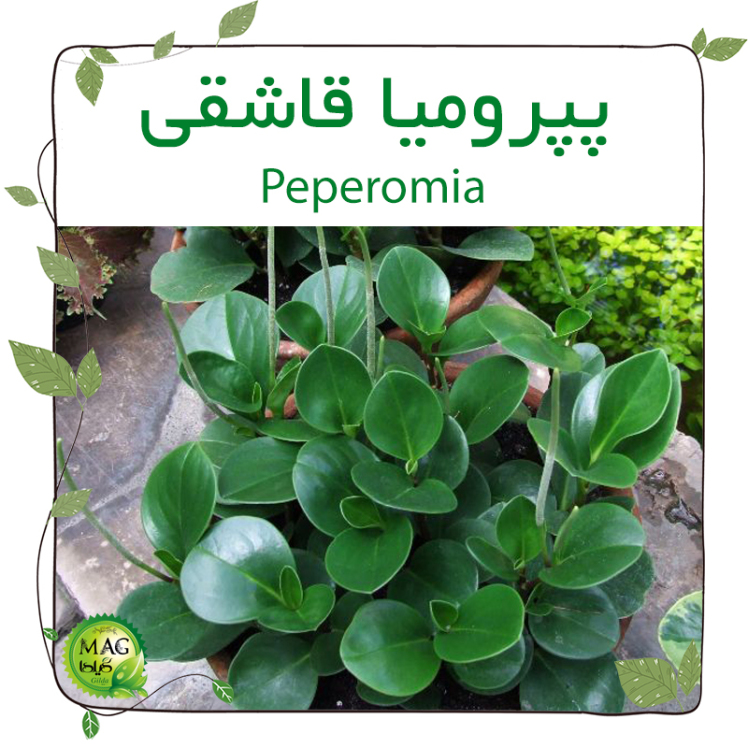 پپرومیا قاشقی(Peperomia)