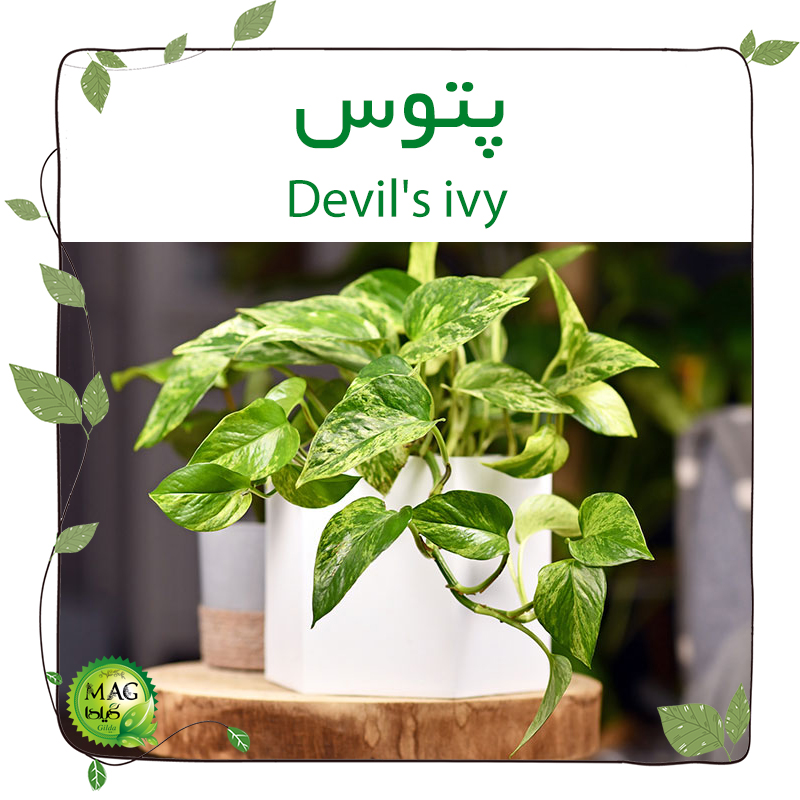 پتوس(Devil's ivy)