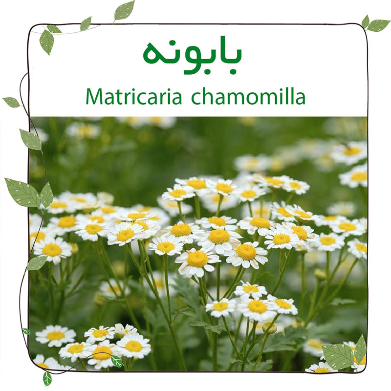 بابونه (Matricaria chamomilla)