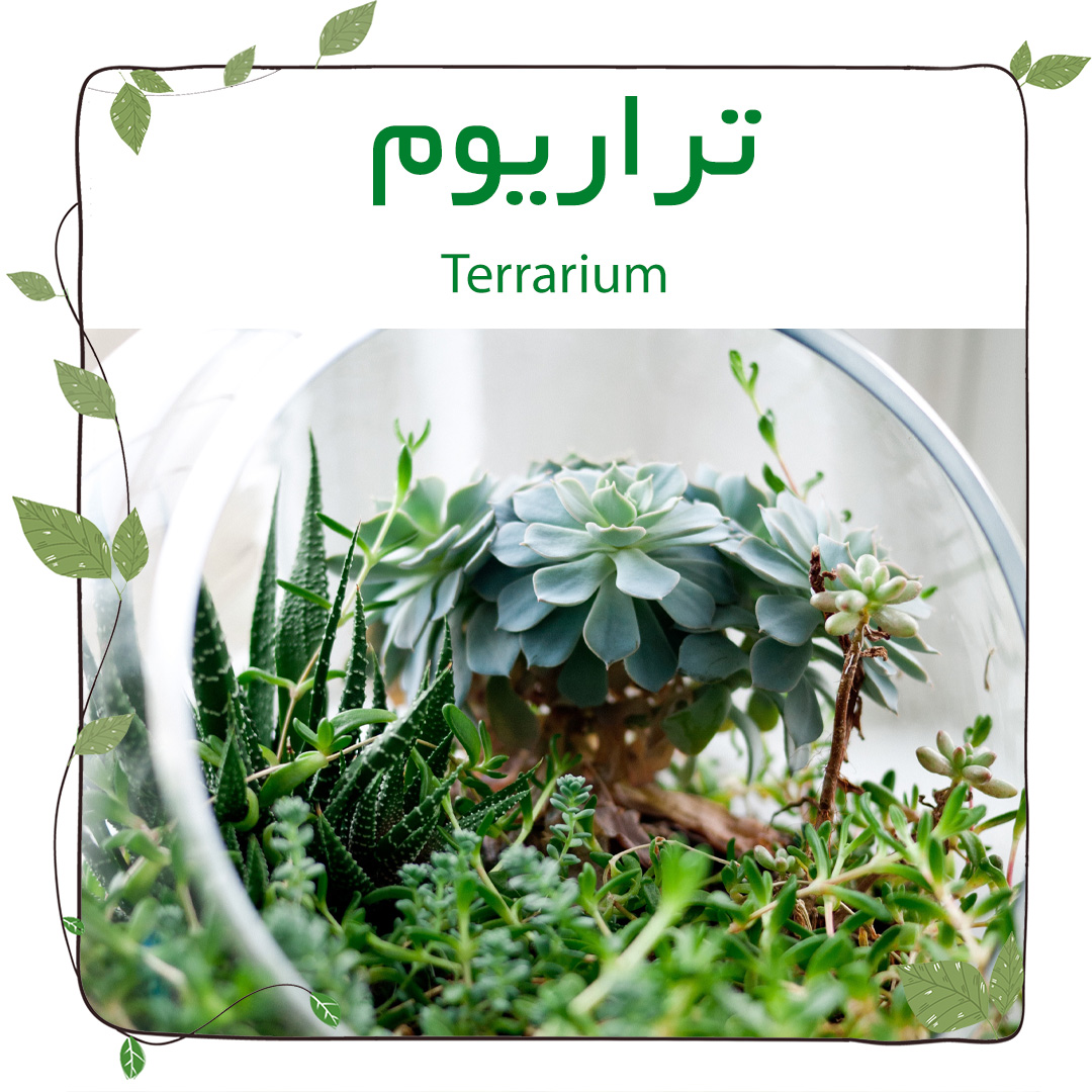تراریوم(Terrarium)