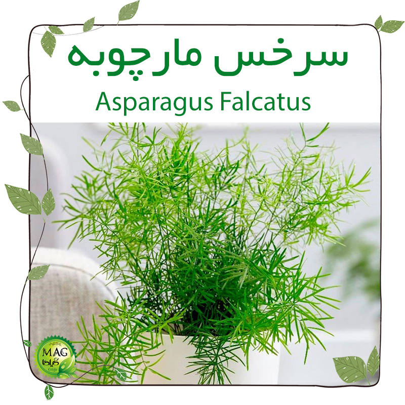سرخس مارچوبه(Asparagus Falcatus)