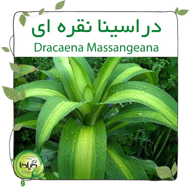 دراسینا نقره ای(Dracaena Massangeana)