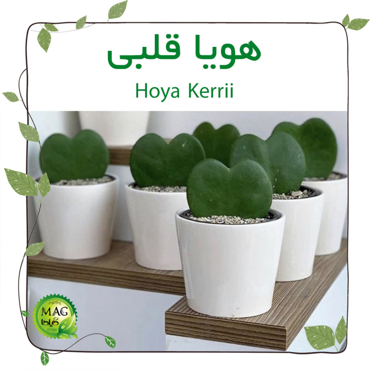 هویا قلبی (Hoya Kerii)