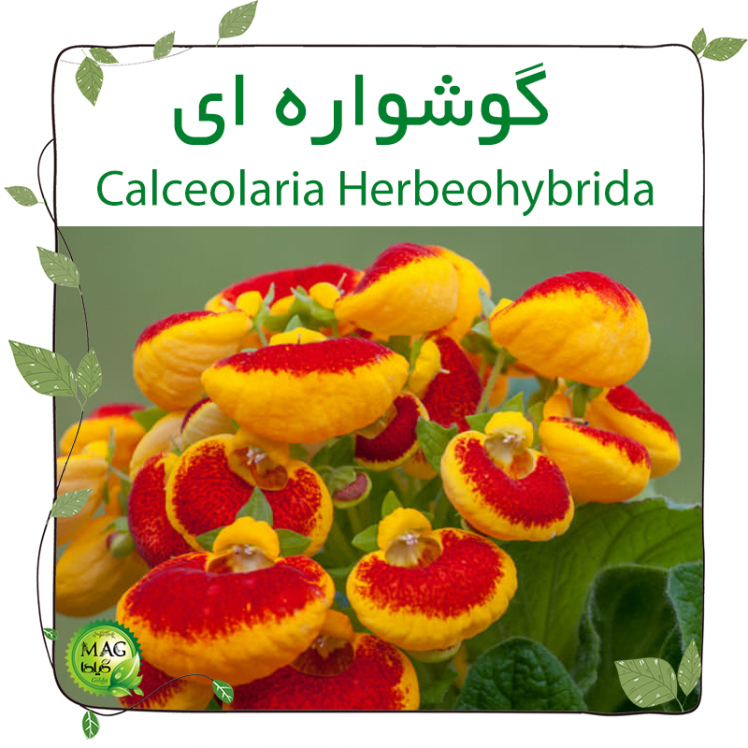 گوشواره ای(Calceolaria Herbeohybrida)