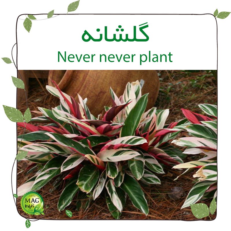 گلشانه(Never never plant)