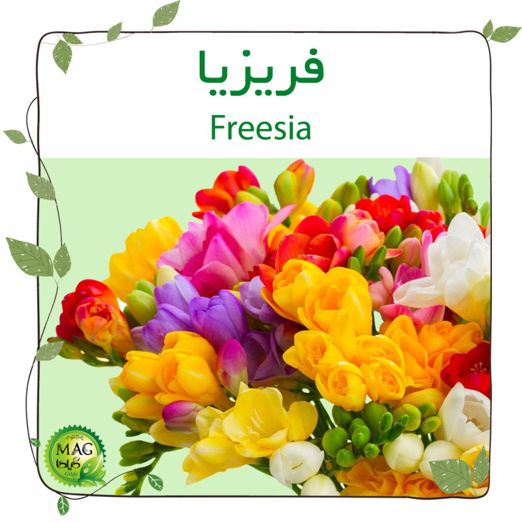 فریزیا( Freesia )