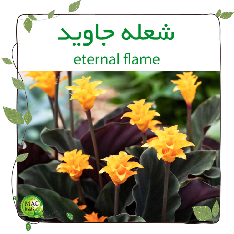 شعله جاوید(eternal flame)