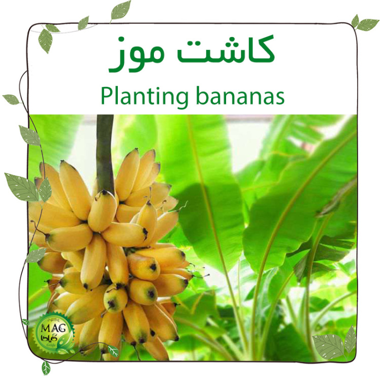 کاشت موز(Planting bananas)
