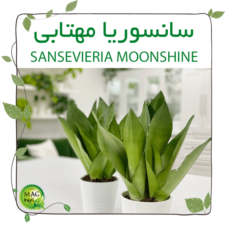 سانسوریا مهتابی(SANSEVIERIA MOONSHINE)