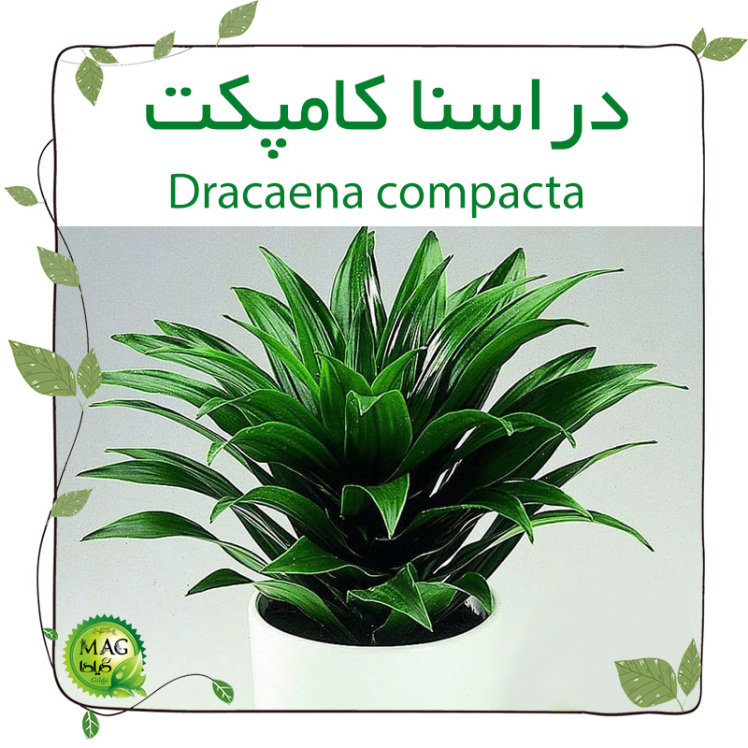 دراسنا کامپکت (Dracaena compacta)