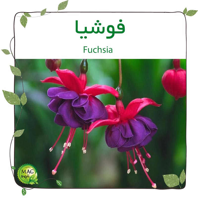 فوشیا(Fuchsia)