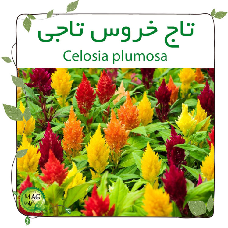 تاج خروس تاجی (Celosia plumosa)
