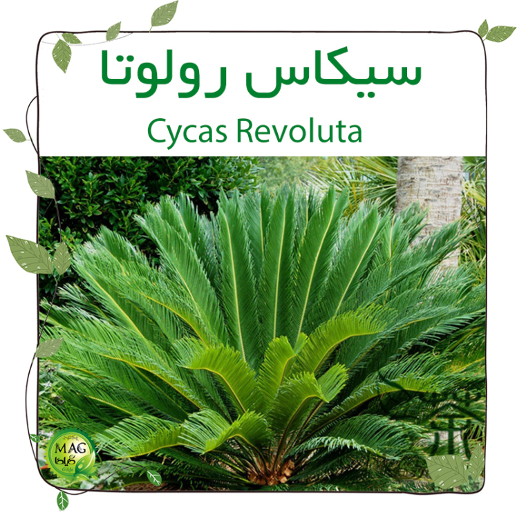 سیکاس رولوتا (Cycas Revoluta)