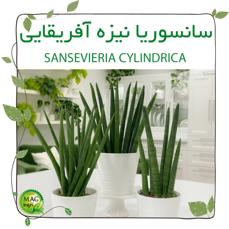 سانسوریا نیزه آفریقایی(SANSEVIERIA CYLINDRICA)
