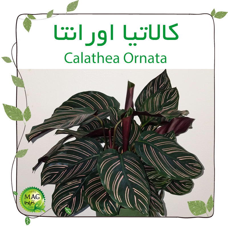 کالاتیا اورانتا(Calathea Ornata)