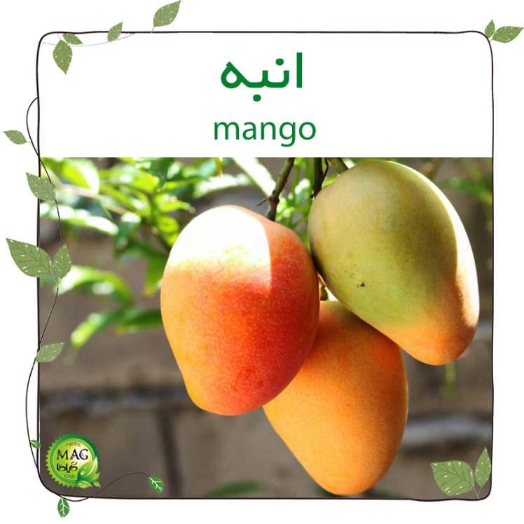 کاشت انبه(Mango)