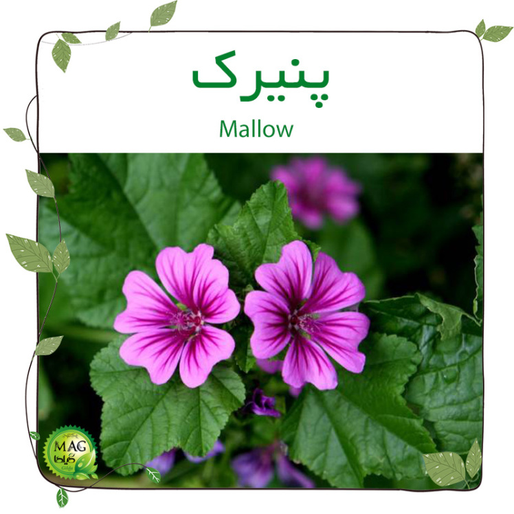 پنیرک (Mallow) 