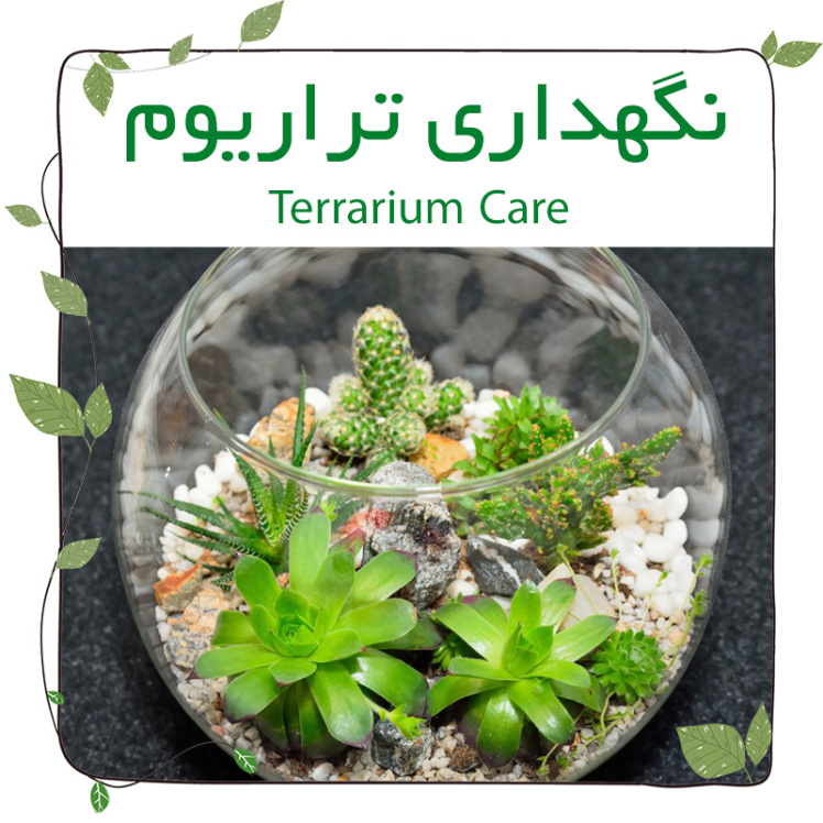 نگهداری تراریوم(Terrarium Care)