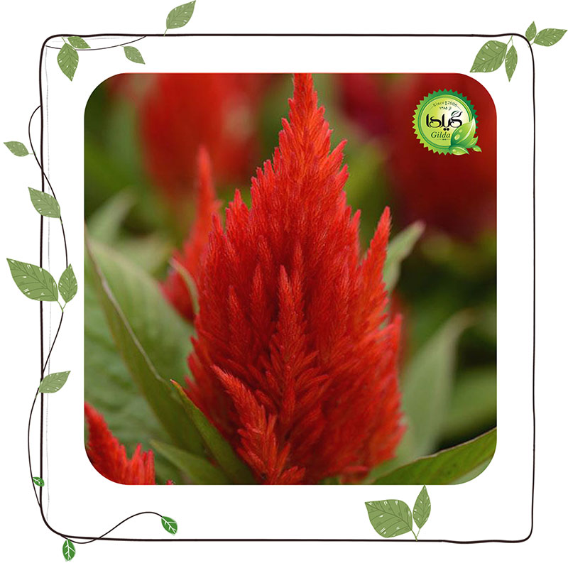 تاج خروس تاجی (Celosia plumosa)