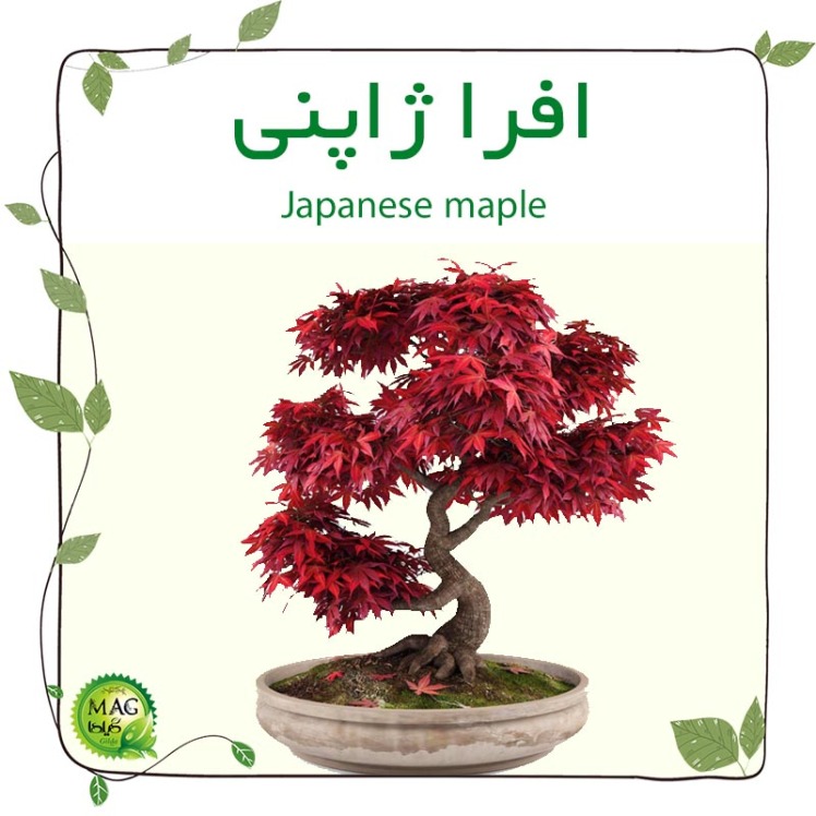 افرا ژاپنی (Japanese maple)