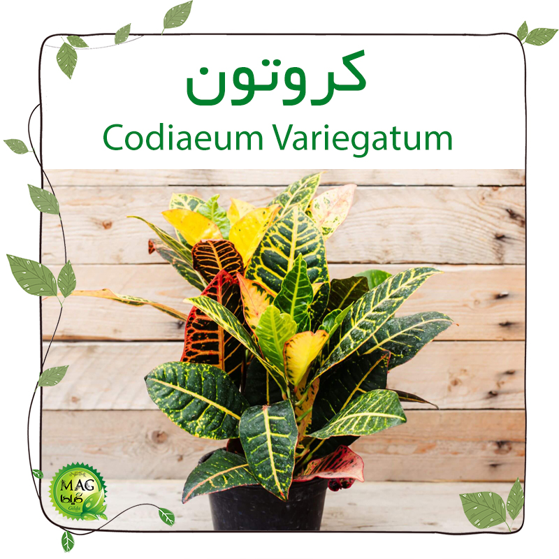کروتون (Codiaeum Variegatum)
