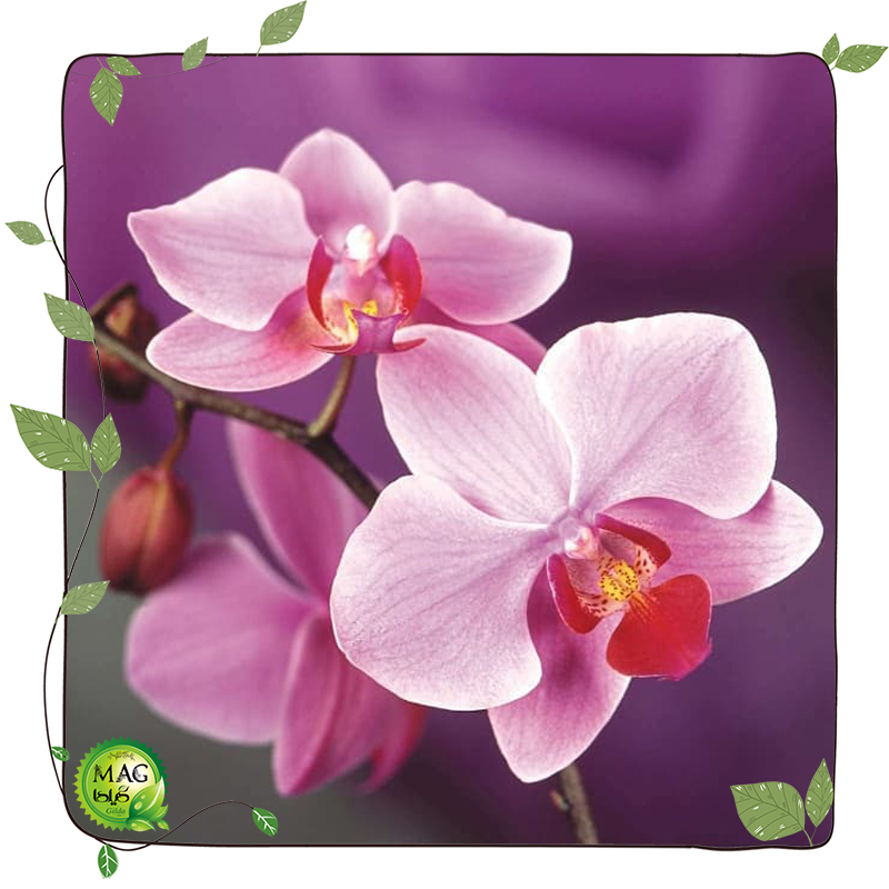 ارکیده(Orchids)