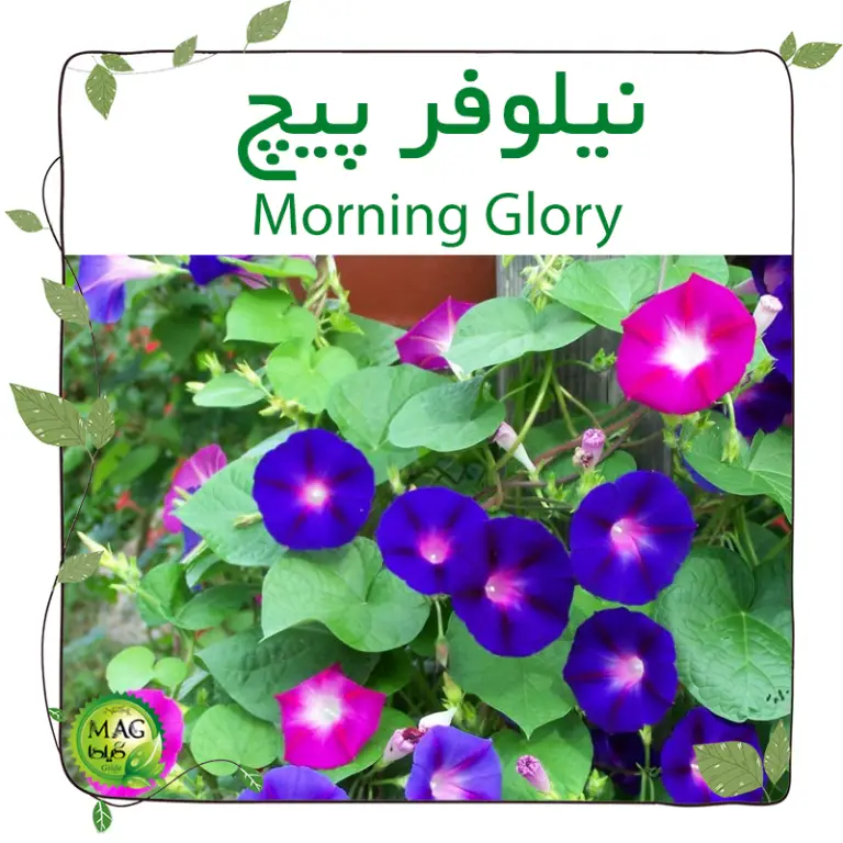 نیلوفر پیچ الوان_تک رنگ(Morning Glory)