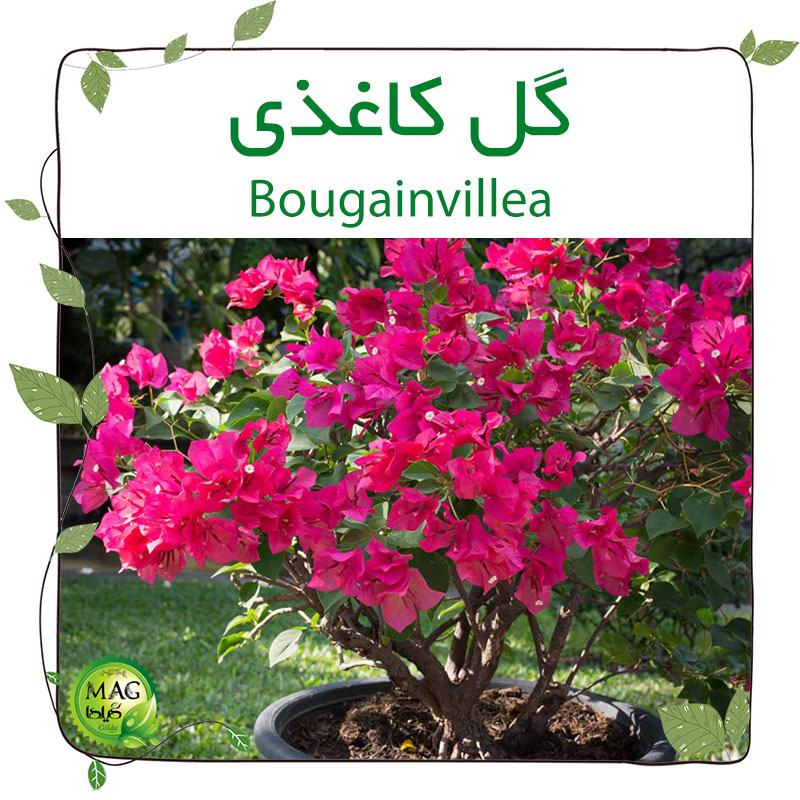 گل کاغذی (Bougainvillea)
