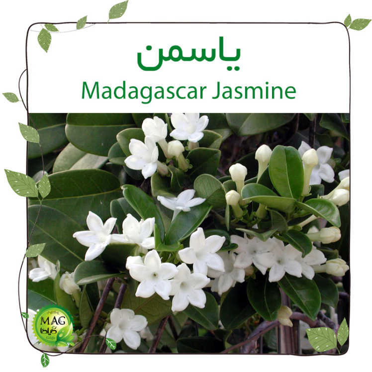 یاسمن(Madagascar Jasmine)