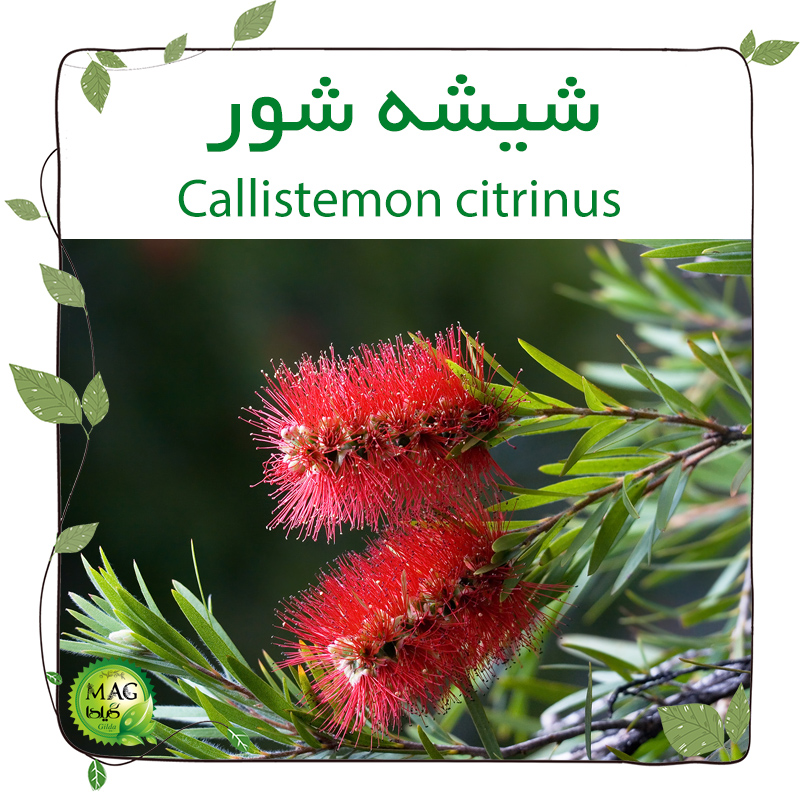 شیشه شور (Callistemon citrinus)