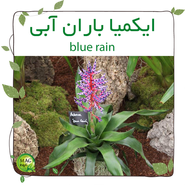 ایکمیا باران آبی(blue rain)
