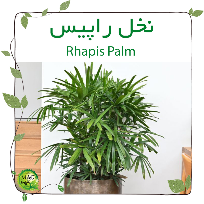 نخل راپیس(Rhapis Palm)