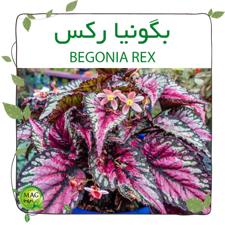 بگونیا رکس(BEGONIA REX)