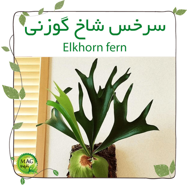 سرخس شاخ گوزنی (Elkhorn fern)