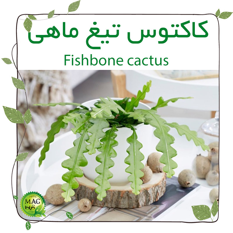 کاکتوس تیغ ماهی (Fishbone cactus)