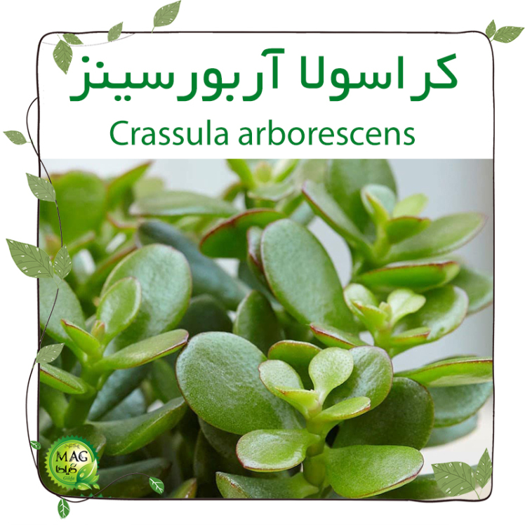 کراسولا آربورسینز (Crassula arborescens)