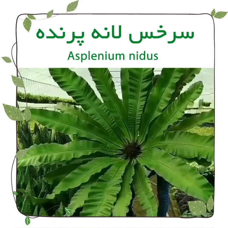 سرخس لانه پرنده ( Asplenium nidus)