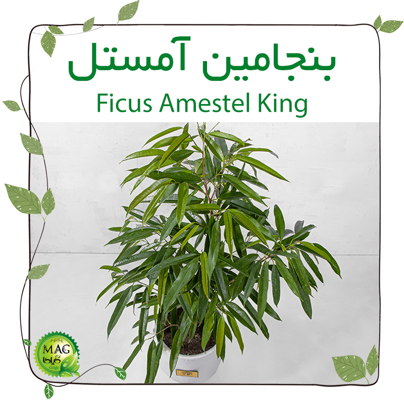 بنجامین آمستل (Ficus Amestel King)