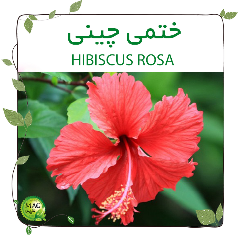 ختمی چینی(HIBISCUS ROSA)