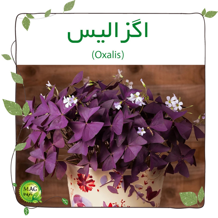 اگزالیس(Oxalis)
