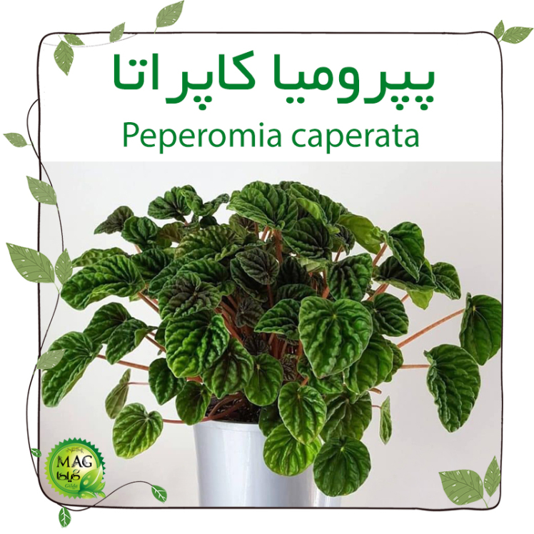 پپرومیا کاپراتا(Peperomia caperata)