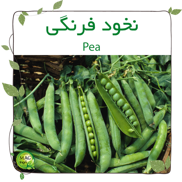 نخود فرنگی(Pea) 
