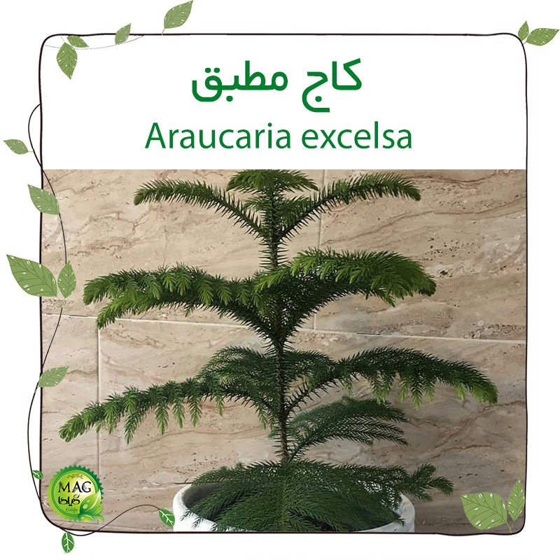 کاج مطبق(Araucaria excelsa)