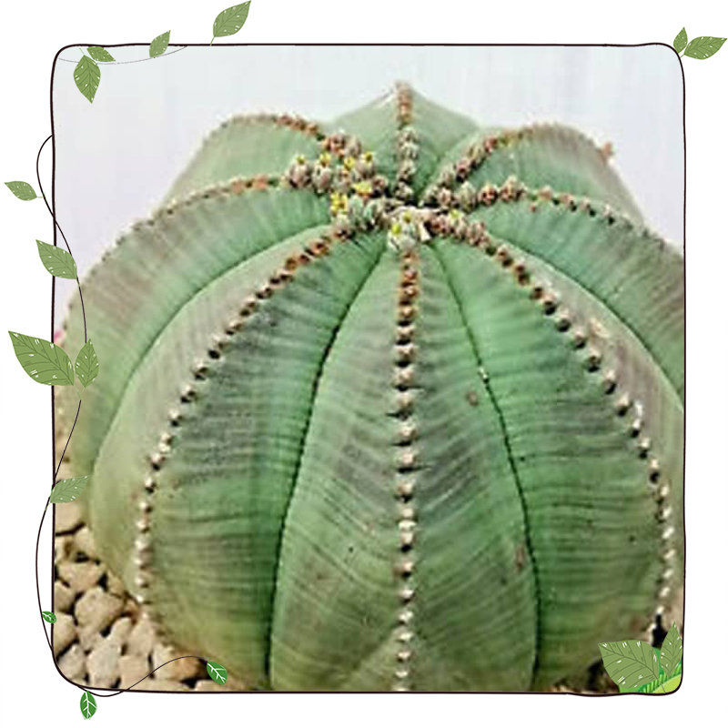 افوربیا اوبِسا (Euphorbia Obesa)