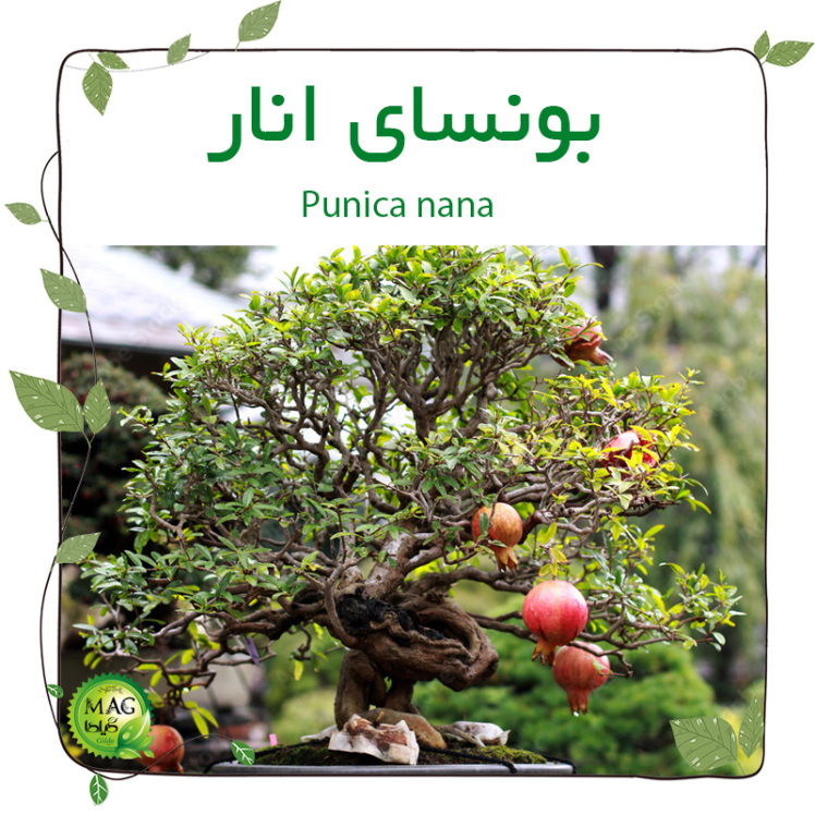 بونسای انار یا انار زینتی (Punica nana)